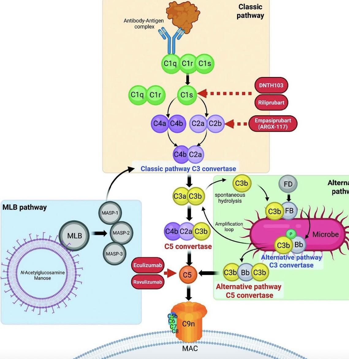 Neuromuscular publication artwork